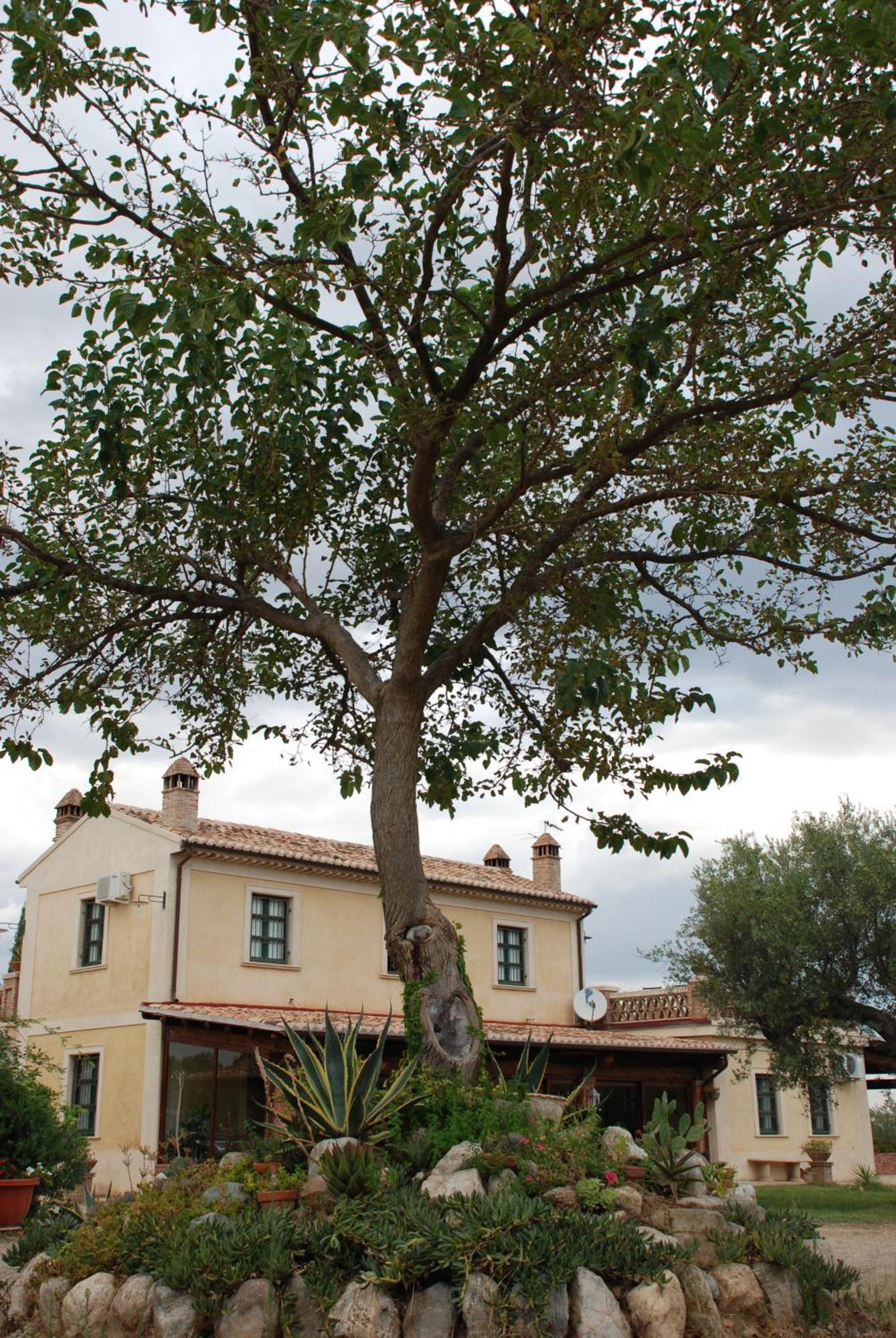 Agriturismo Casacchella マリーナ・ディ・シーバリ 部屋 写真